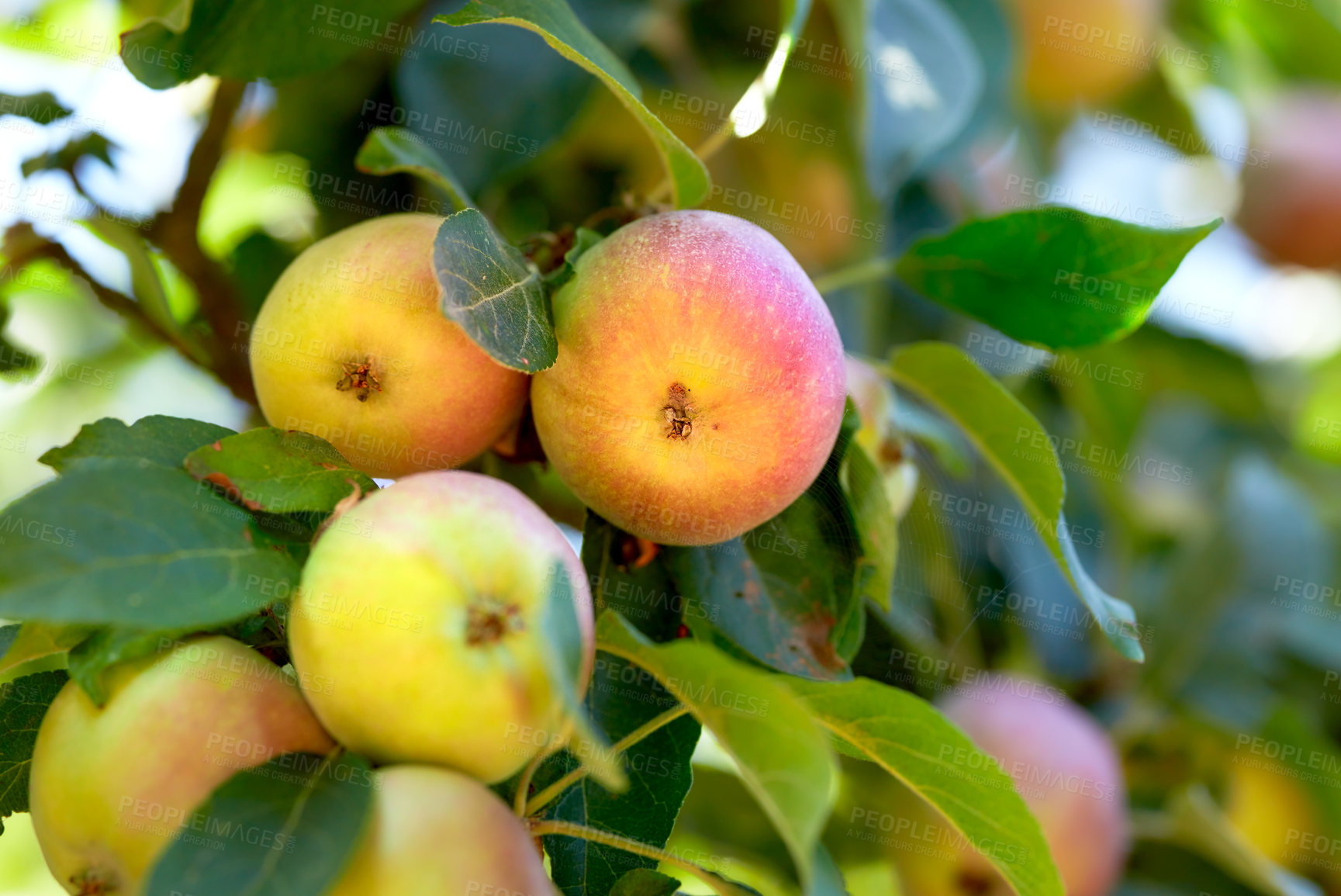 Buy stock photo Apple-picking has never looked so enticing -  a really healthy and tempting treat.