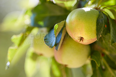 Buy stock photo Fruit, farm and apple on trees for agriculture, orchard farming and harvesting in nature. Countryside, sustainability and closeup of green apples on branch for organic, healthy and natural produce