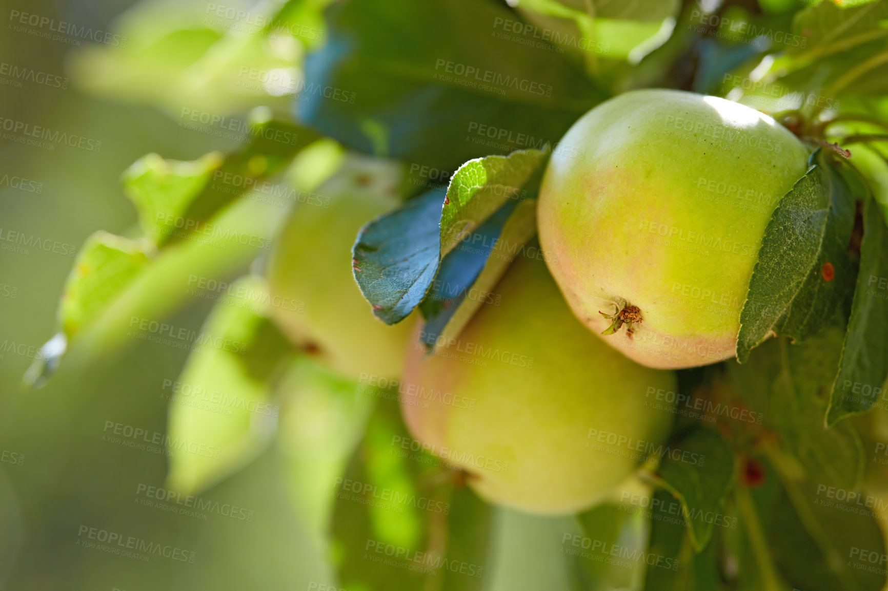 Buy stock photo Nature, fruit and green apple on trees in farm for agriculture, orchard farming and harvesting. Countryside, sustainability and closeup of apples with leaf for organic, healthy and natural produce