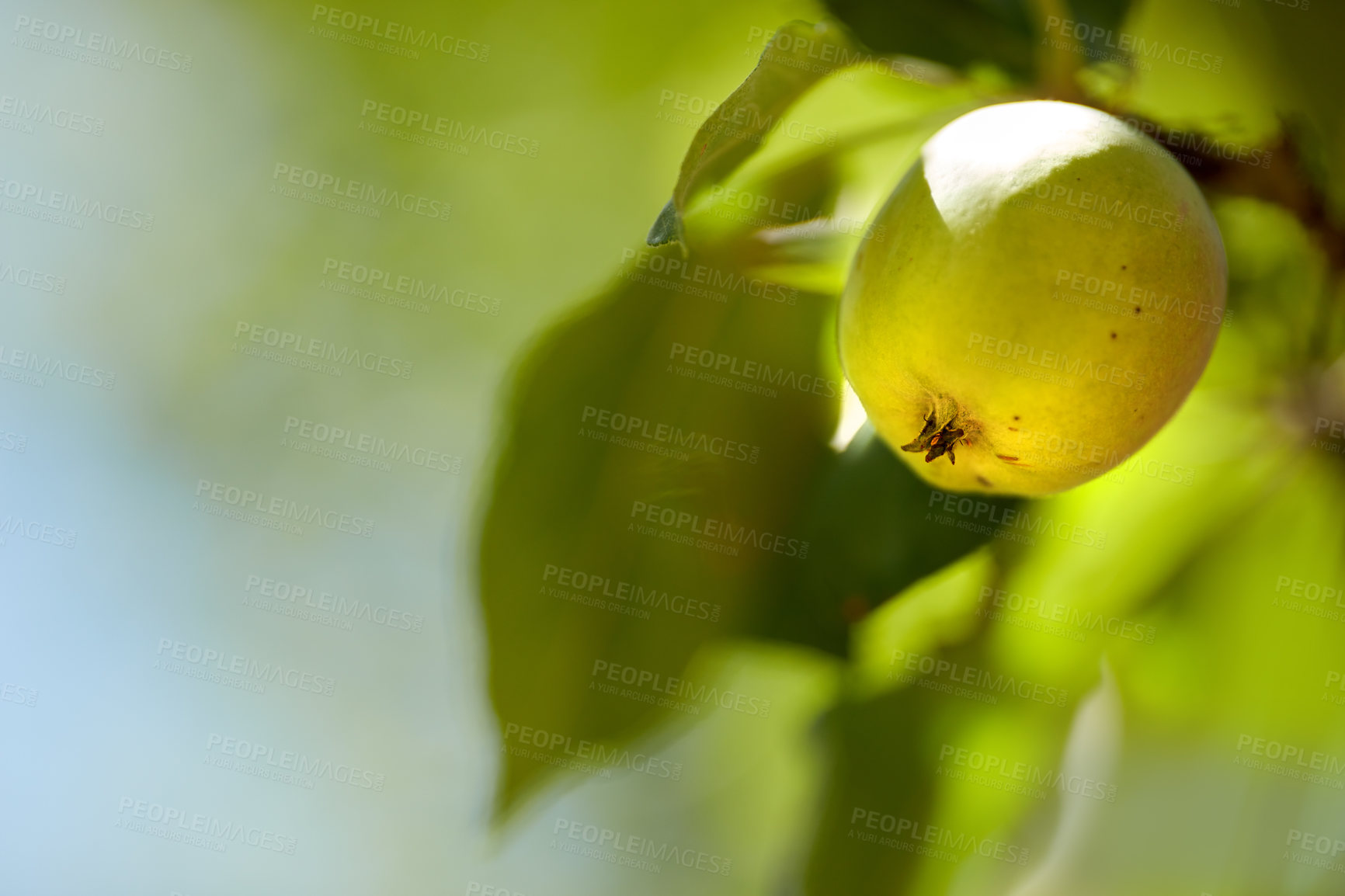 Buy stock photo Agriculture, fruit and apple on trees in farm for growth, orchard farming and harvesting. Spring mockup, sustainability and closeup of green apples for organic, healthy and natural produce in nature