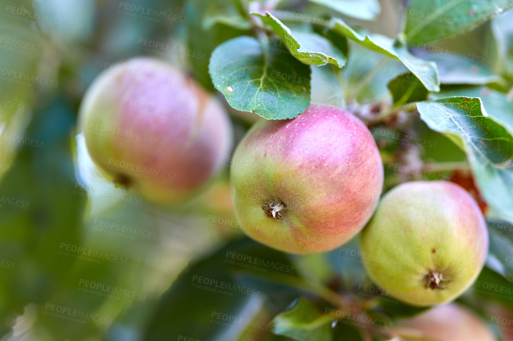 Buy stock photo Garden, fruit and apple on trees in farm for agriculture, orchard farming and harvesting. Nature, sustainability and closeup of green and red apples on branch for organic, healthy and natural produce