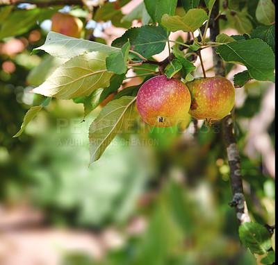 Buy stock photo Growing, fruit and apple on trees in farm for agriculture, orchard farming and harvesting. Nature, sustainability and closeup of green or red apples on branch for organic, healthy and natural produce