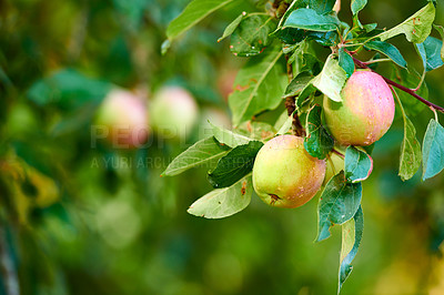 Buy stock photo Forest, fruit and apple on trees in farm for agriculture, orchard farming and harvesting. Nature, sustainability and closeup of green apples grow on branch for organic, healthy and natural produce
