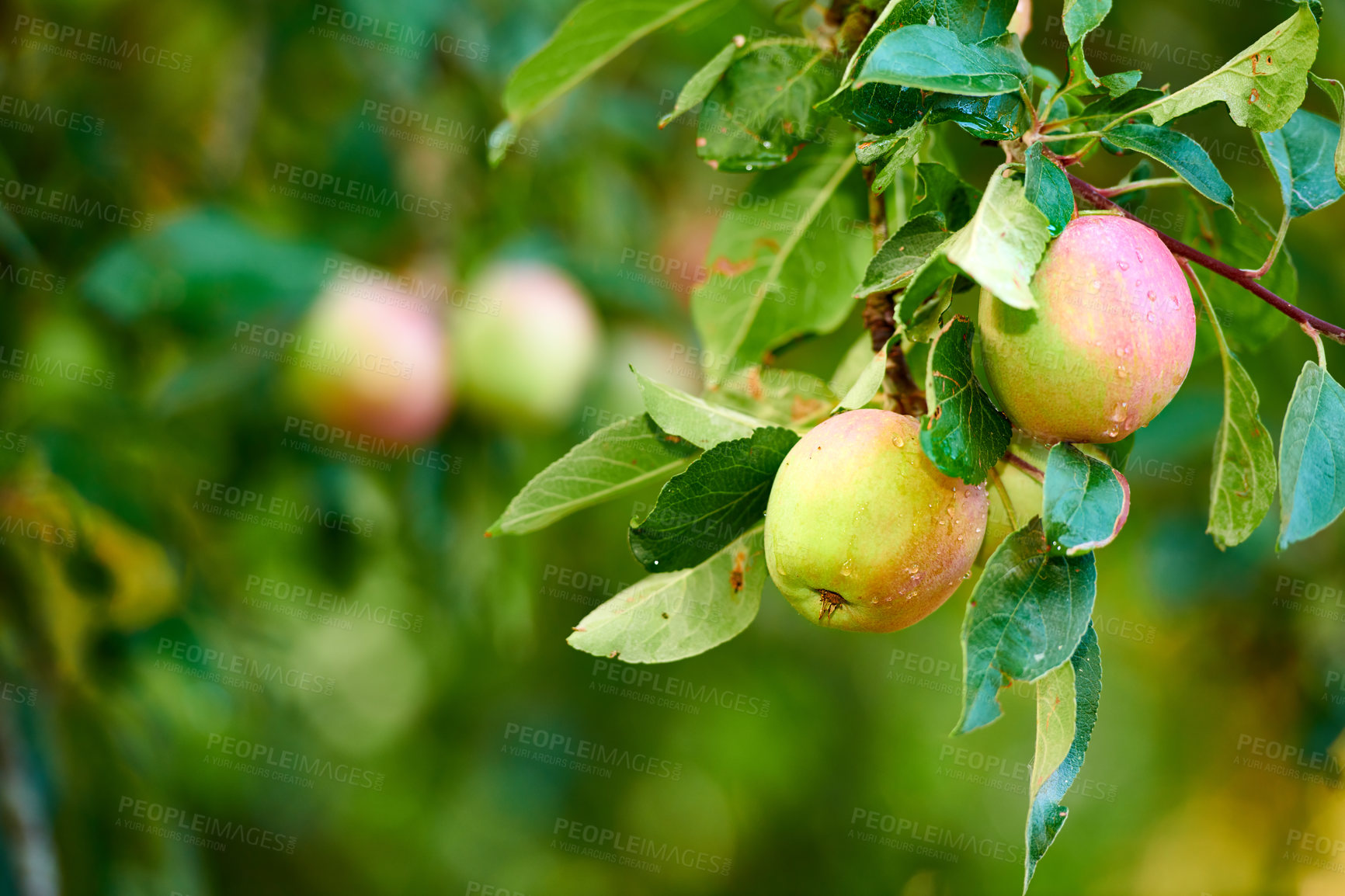 Buy stock photo Forest, fruit and apple on trees in farm for agriculture, orchard farming and harvesting. Nature, sustainability and closeup of green apples grow on branch for organic, healthy and natural produce