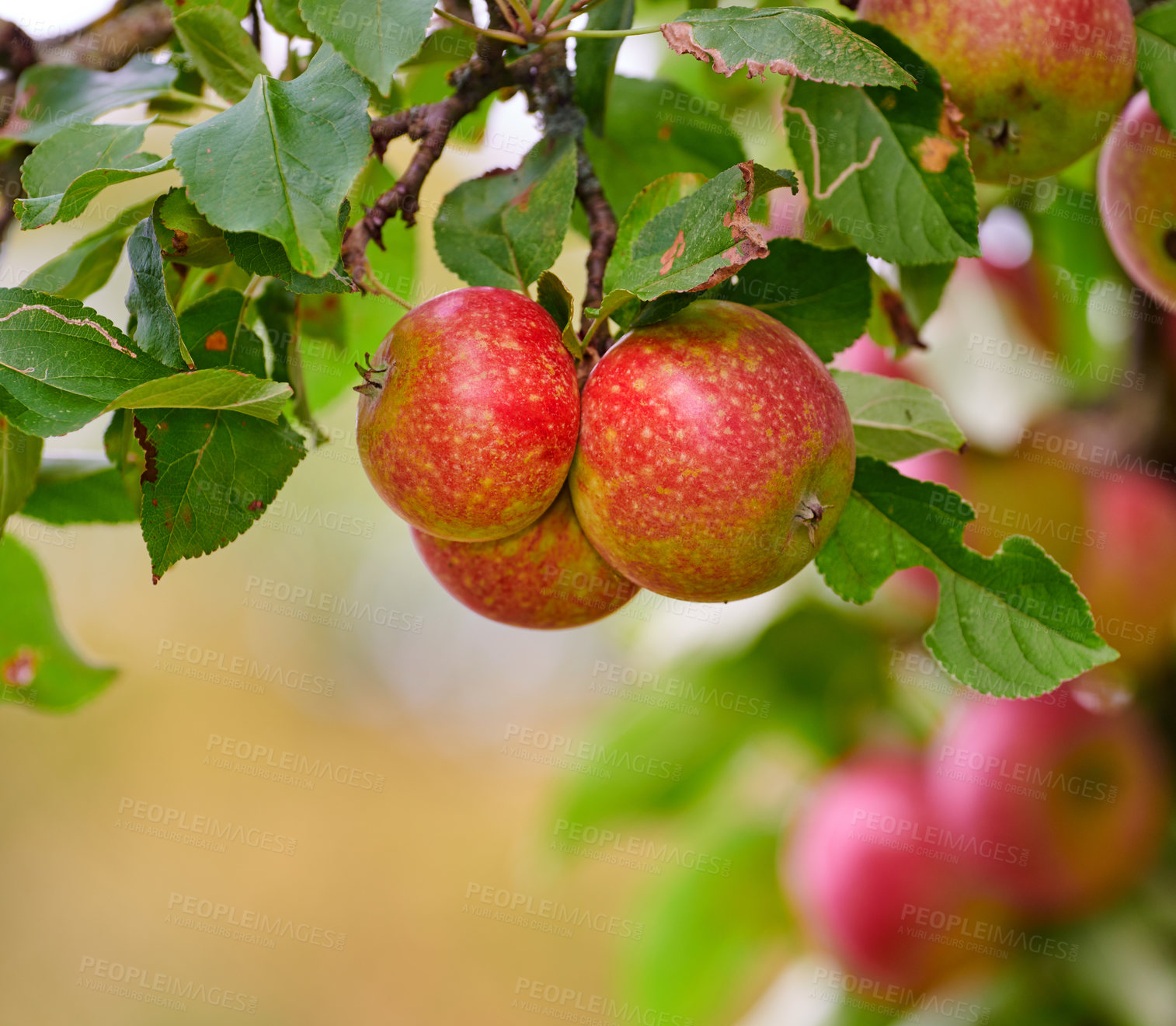 Buy stock photo Apple-picking has never looked so enticing -  a really healthy and tempting treat.