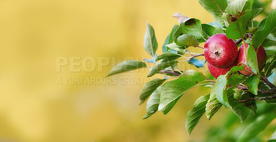 Buy stock photo Mockup banner, fruit and apple on trees in farm for agriculture, orchard farming and harvesting. Nature, sustainability and closeup of red apples growing for organic, healthy and natural produce