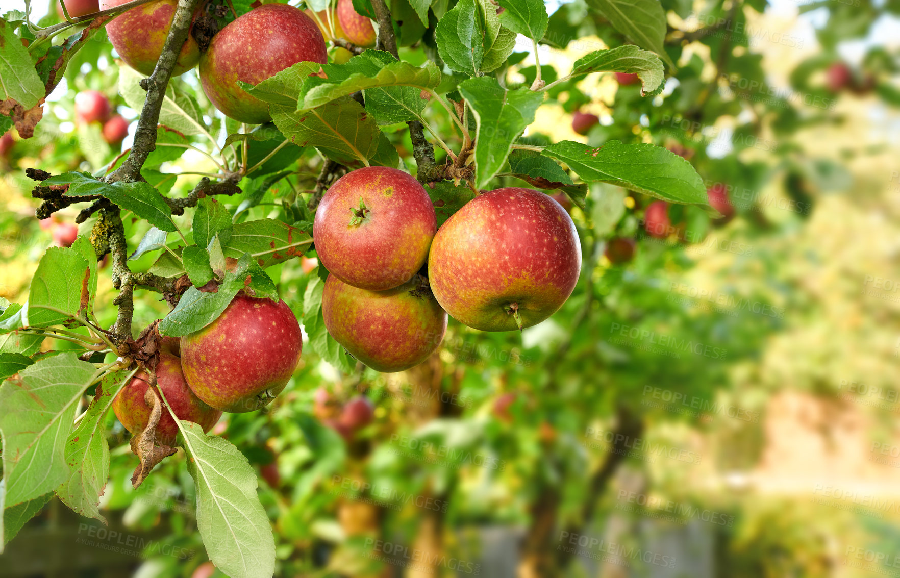 Buy stock photo Apple-picking has never looked so enticing -  a really healthy and tempting treat.