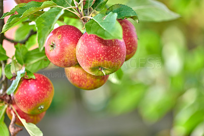 Buy stock photo Apple-picking has never looked so enticing -  a really healthy and tempting treat.