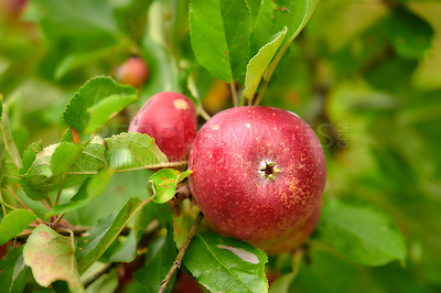 Buy stock photo Apple-picking has never looked so enticing -  a really healthy and tempting treat.