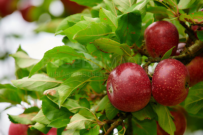 Buy stock photo Apple-picking has never looked so enticing -  a really healthy and tempting treat.