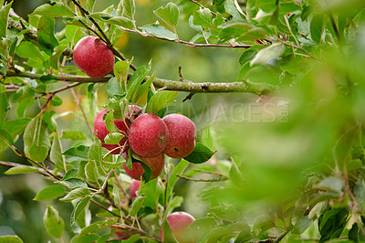 Buy stock photo Apple-picking has never looked so enticing -  a really healthy and tempting treat.