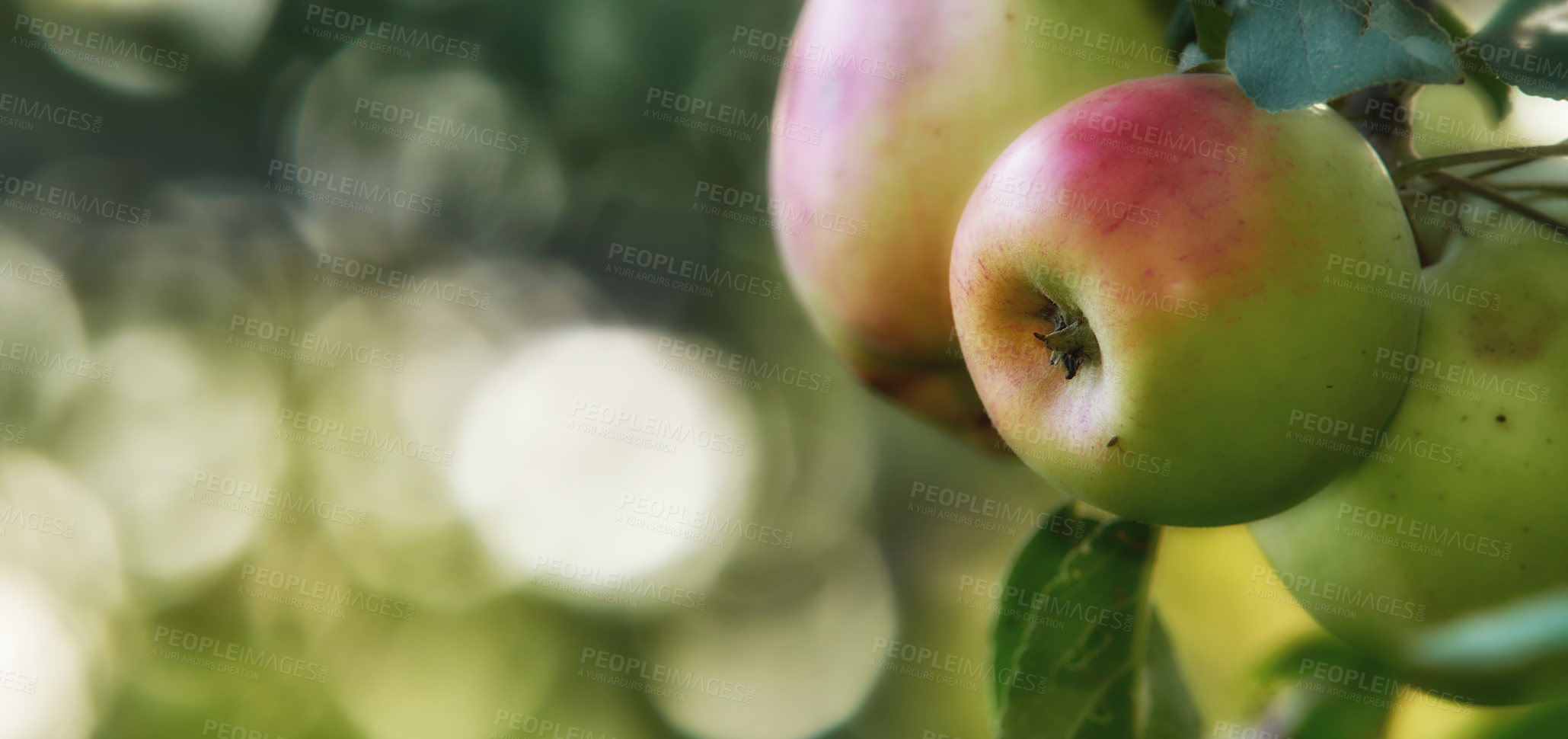 Buy stock photo Banner, fruit and apple on trees in farm for agriculture, orchard farming and harvest. Nature mockup, sustainability and closeup of green or red apples growing for organic, healthy or natural produce