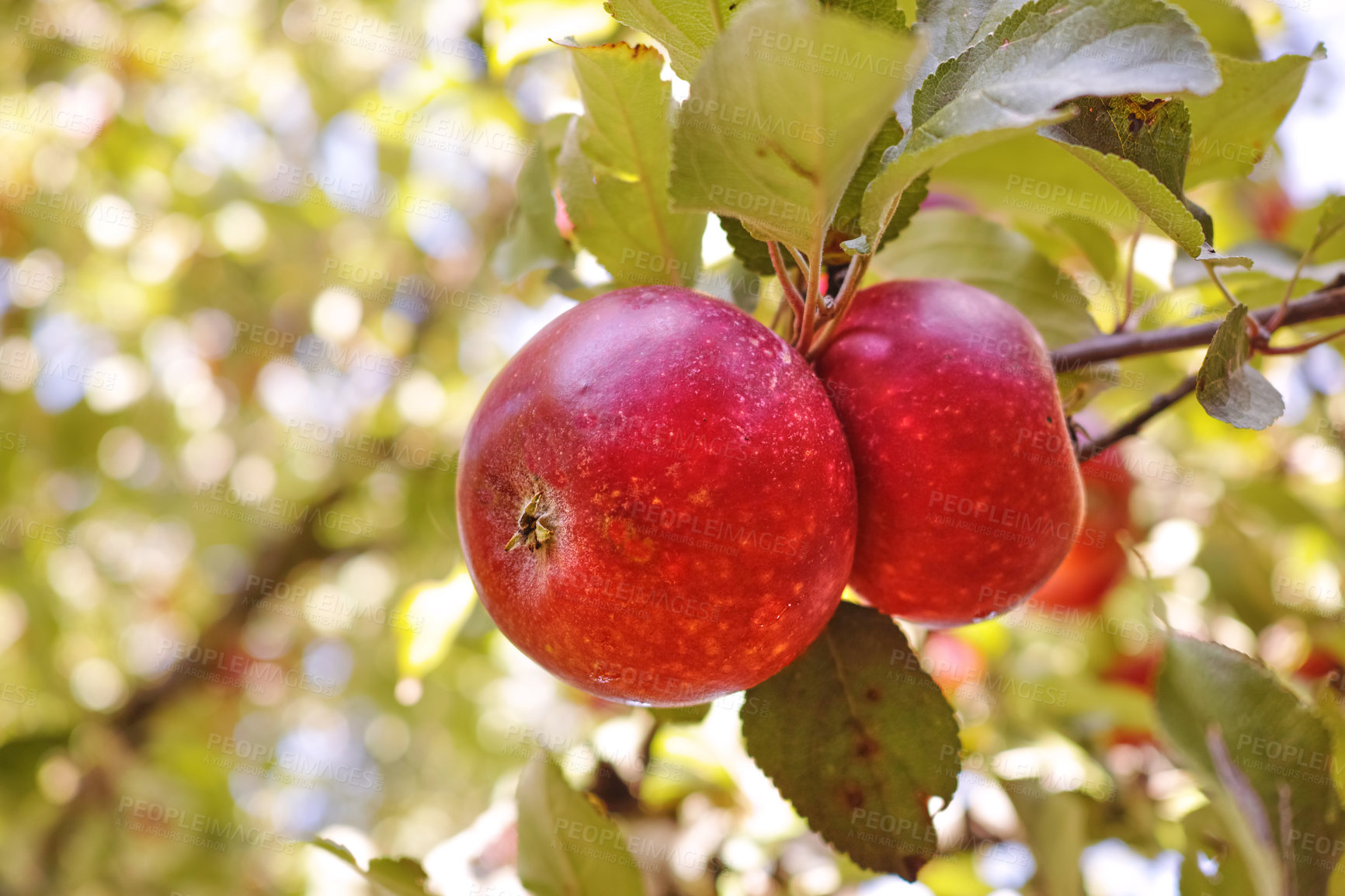 Buy stock photo Apple-picking has never looked so enticing -  a really healthy and tempting treat.