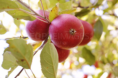 Buy stock photo Apple-picking has never looked so enticing -  a really healthy and tempting treat.