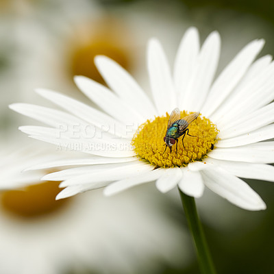 Buy stock photo A common greenbottle fly pollinating a white flower closeup. Zoom detail of a tiny blowfly insect feeding nectar from a daisy flowerhead during pollination in a backyard garden or park
