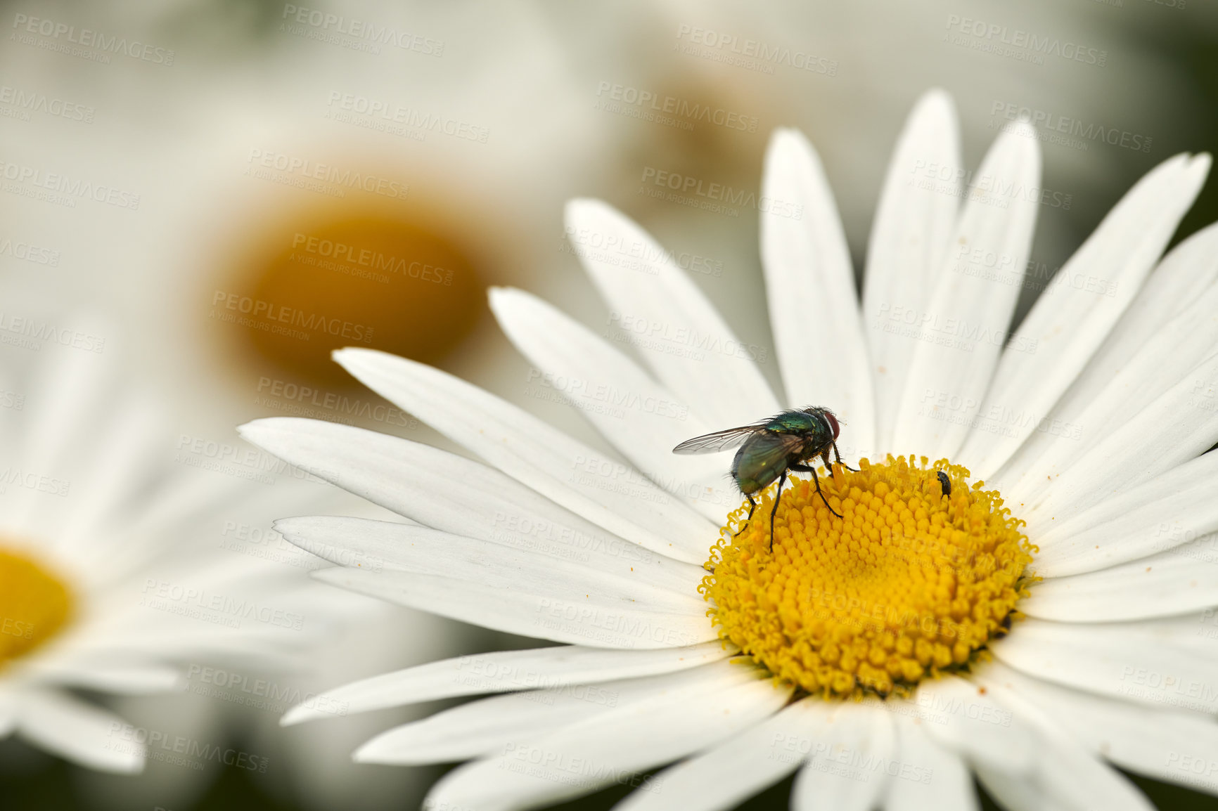 Buy stock photo Closeup view of a daisy in a backyard garden in summer. Daisies represent innocence, purity and are used for medicinal and healing purposes. Flowering plant growing and blooming in a  park in nature