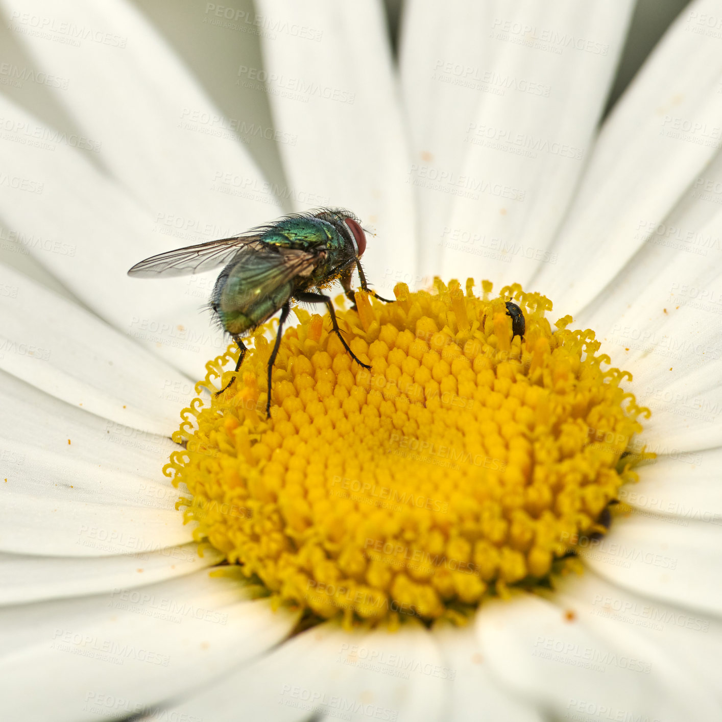 Buy stock photo Closeup of a fly sitting on a daisy flower in a backyard garden in summer. Zoom of daisies flourishing in a field or meadow during spring. Flowering plants growing and blooming in a park in nature
