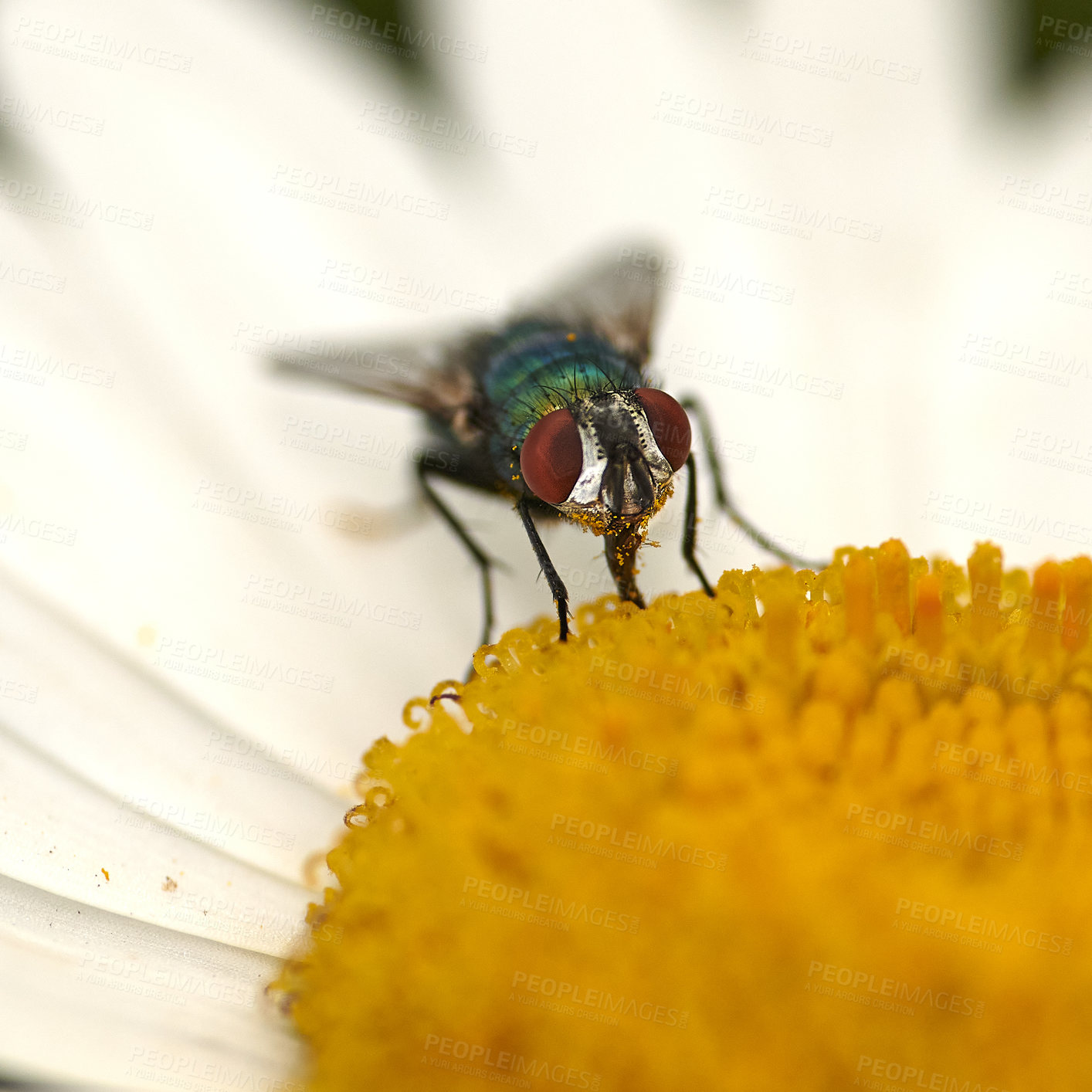 Buy stock photo Common green bottle fly pollinating a white daisy flower. Closeup of one blowfly feeding off nectar from a yellow pistil center on a plant. Macro of a lucilia sericata insect and bug in an ecosystem