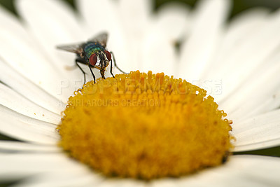 Buy stock photo Closeup of a fly pollinating a daisy flower in a backyard garden in summer. Zoom of daisies being pollinated in a field during spring. Flowering plants growing and blooming in a park in nature