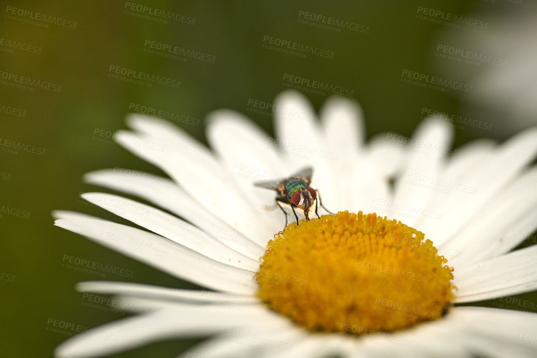 Buy stock photo Common green bottle fly pollinating a white daisy flower outdoors. Closeup of one blowfly feeding off nectar from the yellow pistil on a marguerite plant. Macro of an insect and bug in an ecosystem