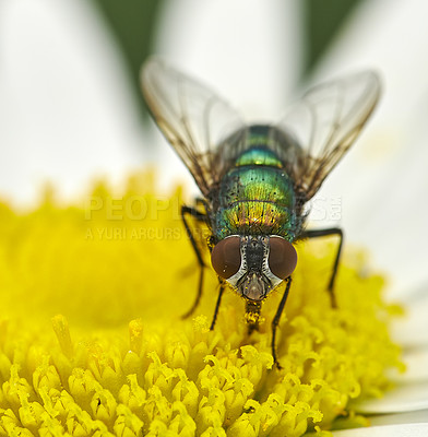 Buy stock photo Closeup of a fly on a yellow daisy flower outside. The common blowfly harvests nectar from the stamen of a chamomile plant. Zoom in on a blowfly pollinating a garden plant in summer