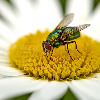 Buy stock photo Closeup of a common green bottle fly eating floral disc nectar on white Marguerite daisy flower. Macro texture and detail of insect pollination and pest control in a private backyard or home garden