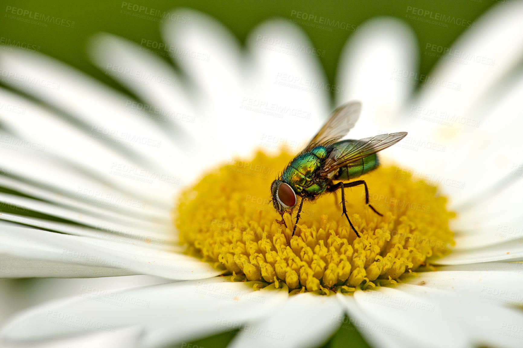 Buy stock photo Common green bottle fly pollinating a white daisy flower outdoors. Closeup of one blowfly feeding off nectar from the yellow pistil on a marguerite plant. Macro of an insect and bug in an ecosystem