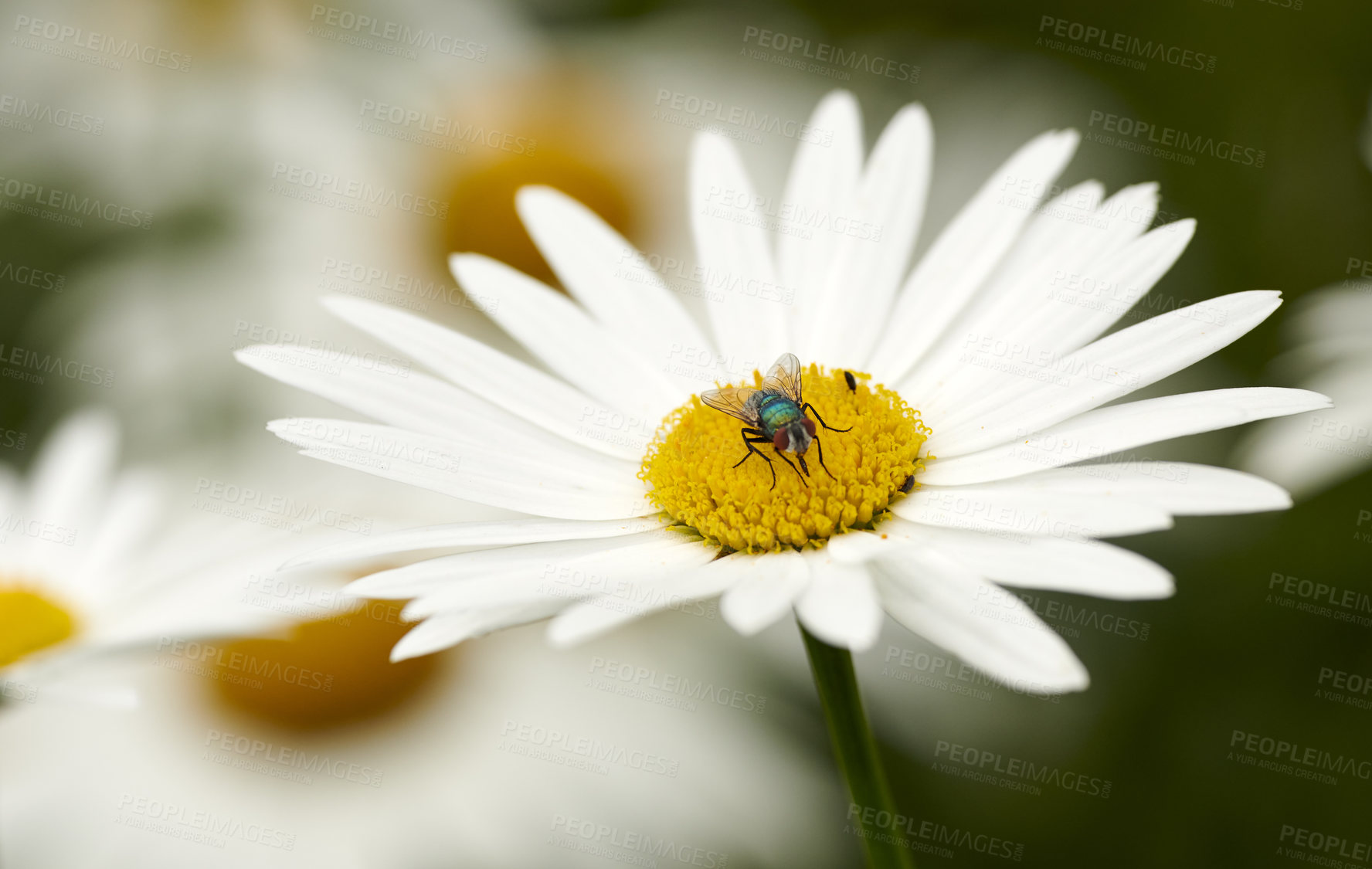Buy stock photo Common green bottle fly pollinating a white daisy flower. Closeup of one blowfly feeding off nectar from a yellow pistil center on a plant. Macro of a lucilia sericata insect and bug in an ecosystem