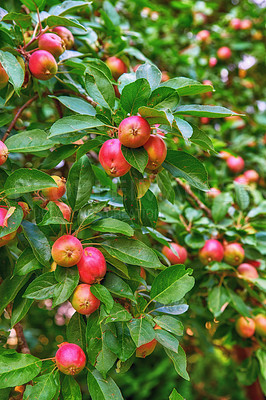 Buy stock photo Closeup of red apples ripening on a tree with vibrant leaves in a sustainable orchard on a farm in remote countryside. Growing fresh, healthy fruit produce for nutrition on an agricultural farmland