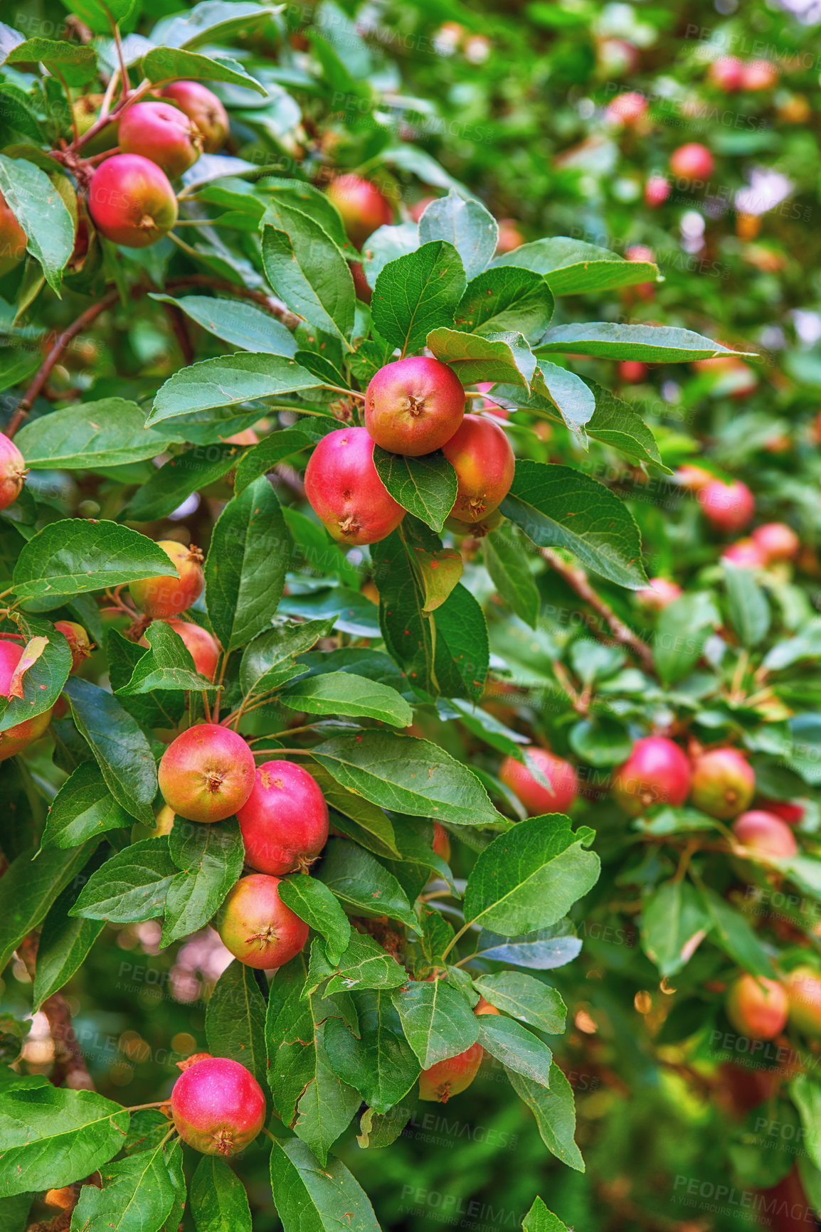 Buy stock photo Closeup of red apples ripening on a tree with vibrant leaves in a sustainable orchard on a farm in remote countryside. Growing fresh, healthy fruit produce for nutrition on an agricultural farmland