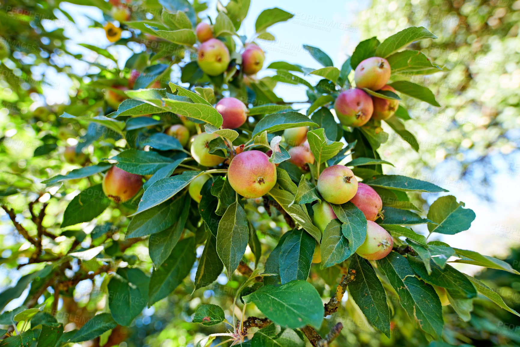 Buy stock photo Closeup of red and green apples ripening on a tree in a sustainable orchard on a farm in a remote countryside. Growing fresh, healthy fruit produce for nutrition and vitamins on agricultural farmland