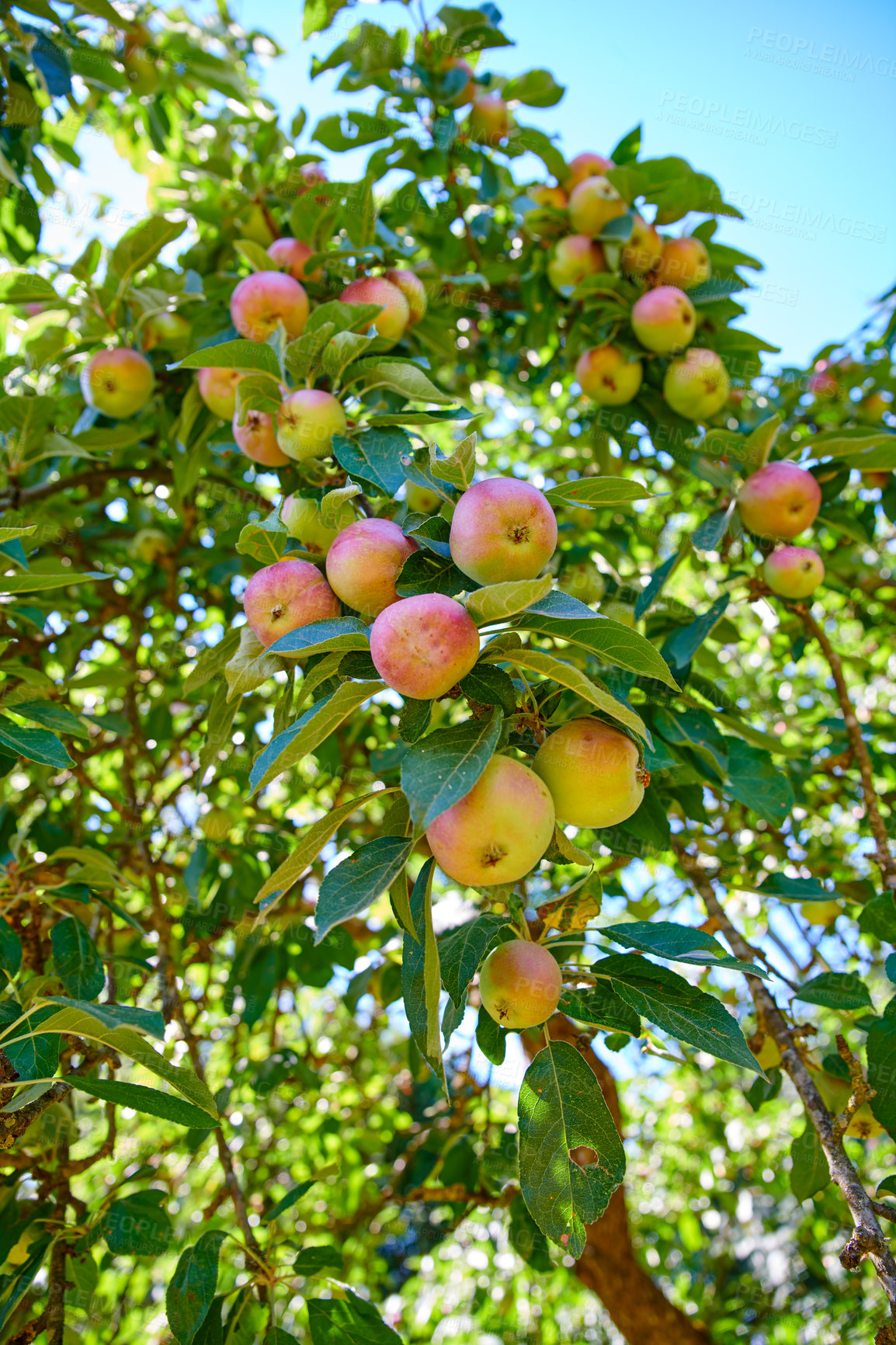 Buy stock photo Apples growing on a tree and ready to be harvested on a countryside farm. Delicious ripe fruit is sold as healthy, fresh, and organic produce to grocery stores. Fresh food to be picked for eating