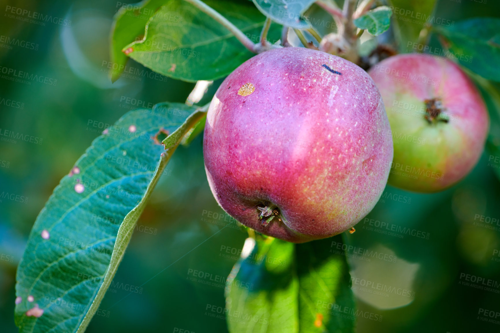 Buy stock photo Fresh fruit produce for harvesting in summer. Closeup of an orchard on a sustainable eco friendly farm or garden. Healthy, organic red apples ripening on a tree with leaves on a green background
