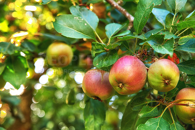 Buy stock photo Closeup of red and green apples ripening on a tree in a sustainable orchard on farm in a remote countryside. Growing fresh, healthy fruit produce for nutrition and vitamins on agricultural farmland
