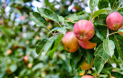 Buy stock photo Red apples ripening on an orchard tree on blurred green background with copy space. Organic fruit growing on a cultivated or sustainable farm. Fresh, healthy produce during the harvesting season