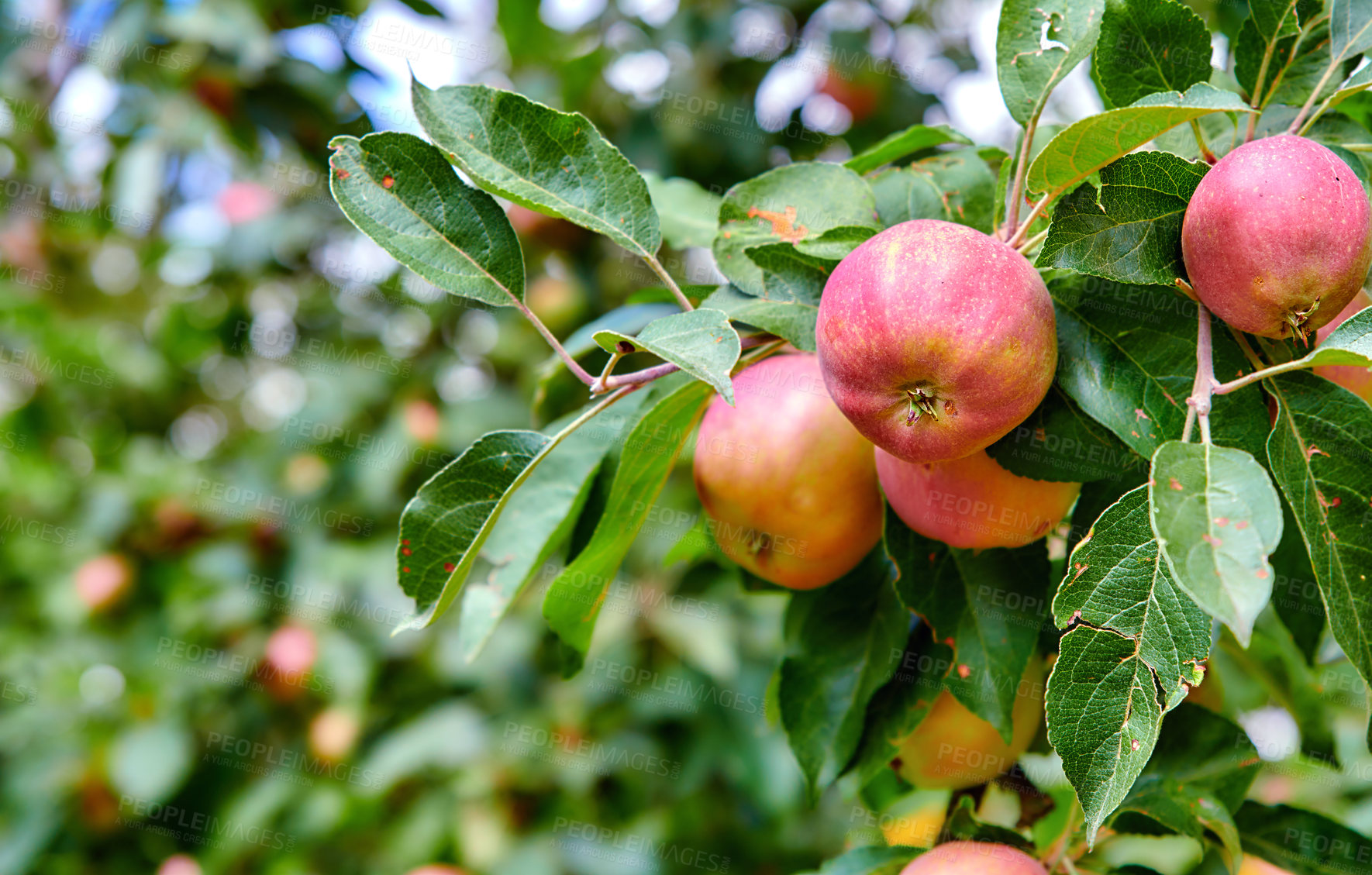 Buy stock photo Red apples ripening on an orchard tree on blurred green background with copy space. Organic fruit growing on a cultivated or sustainable farm. Fresh, healthy produce during the harvesting season