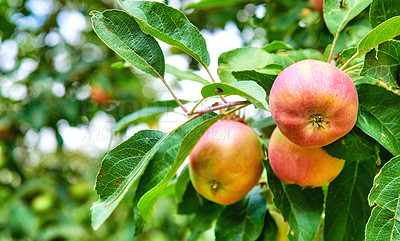 Buy stock photo Fresh, organic fruit growing on an orchard on a sustainable farm or garden during harvesting season with copyspace. Delicious red apples on a green tree against blurred background with copy space