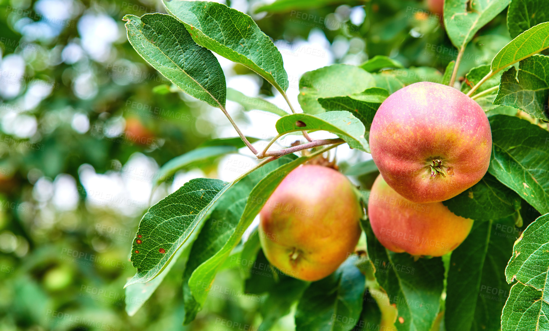 Buy stock photo Fresh, organic fruit growing on an orchard on a sustainable farm or garden during harvesting season with copyspace. Delicious red apples on a green tree against blurred background with copy space