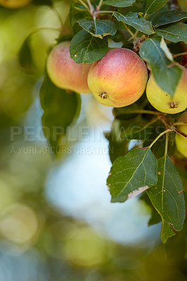 Buy stock photo Group of red apples ripening on an orchard tree on blurred green background with copy space. Organic fruit growing on a cultivated or sustainable farm. Fresh, healthy produce during harvesting season