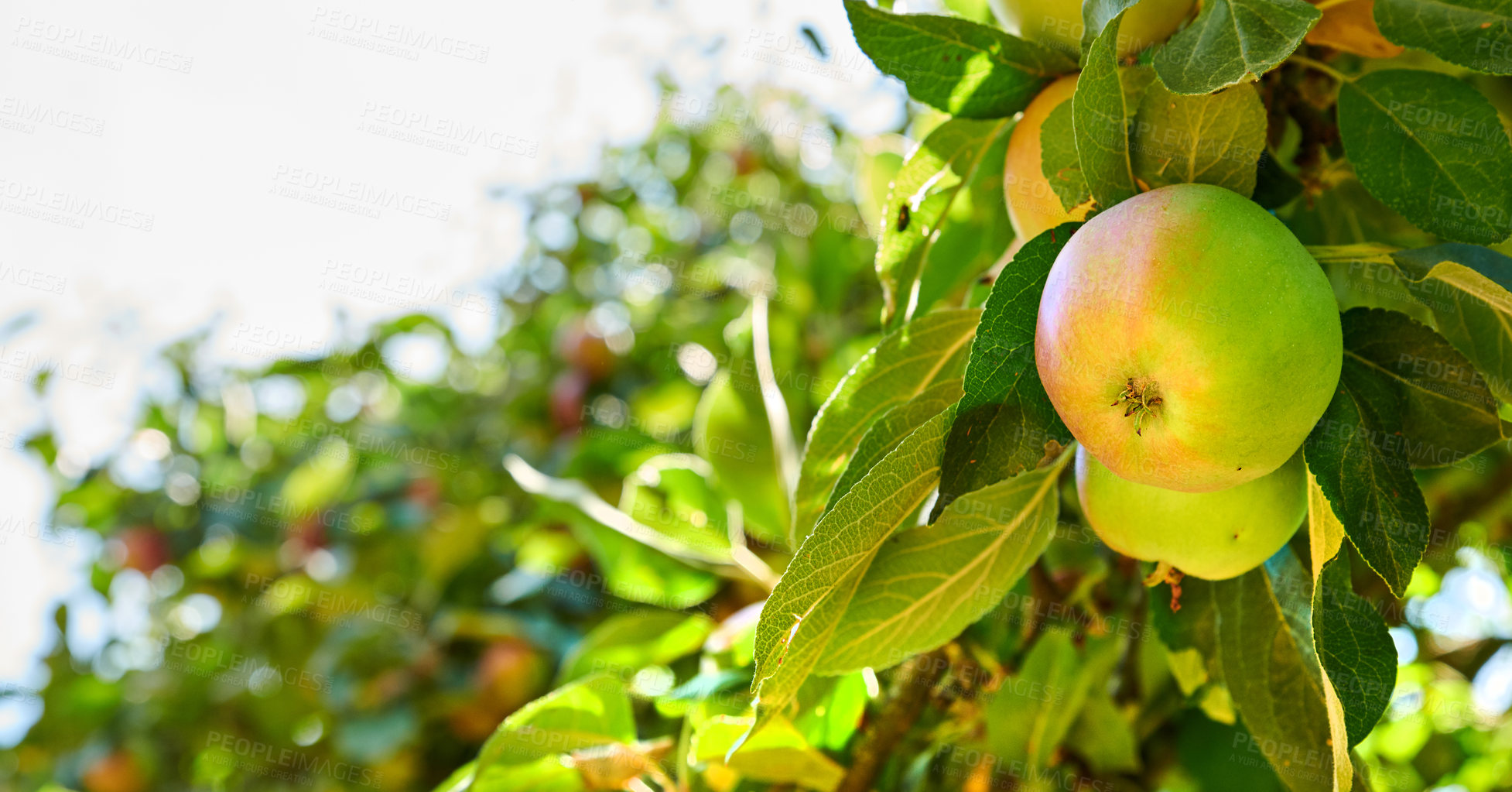 Buy stock photo Healthy, organic fruit growing on an orchard on a sustainable farm. Fresh produce for harvesting. Two green apples ripening on a tree with green leaves against bright sky background with copy space. 