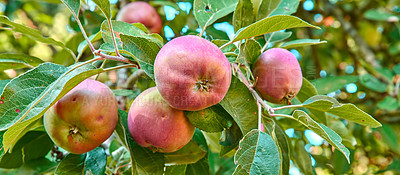 Buy stock photo Beautiful ripe apples ready to be harvested and sold to supermarkets. Delicious and nutritious Honeycrisp fruit on a tree to be gathered and collected as organic and fresh produce for sale at shops