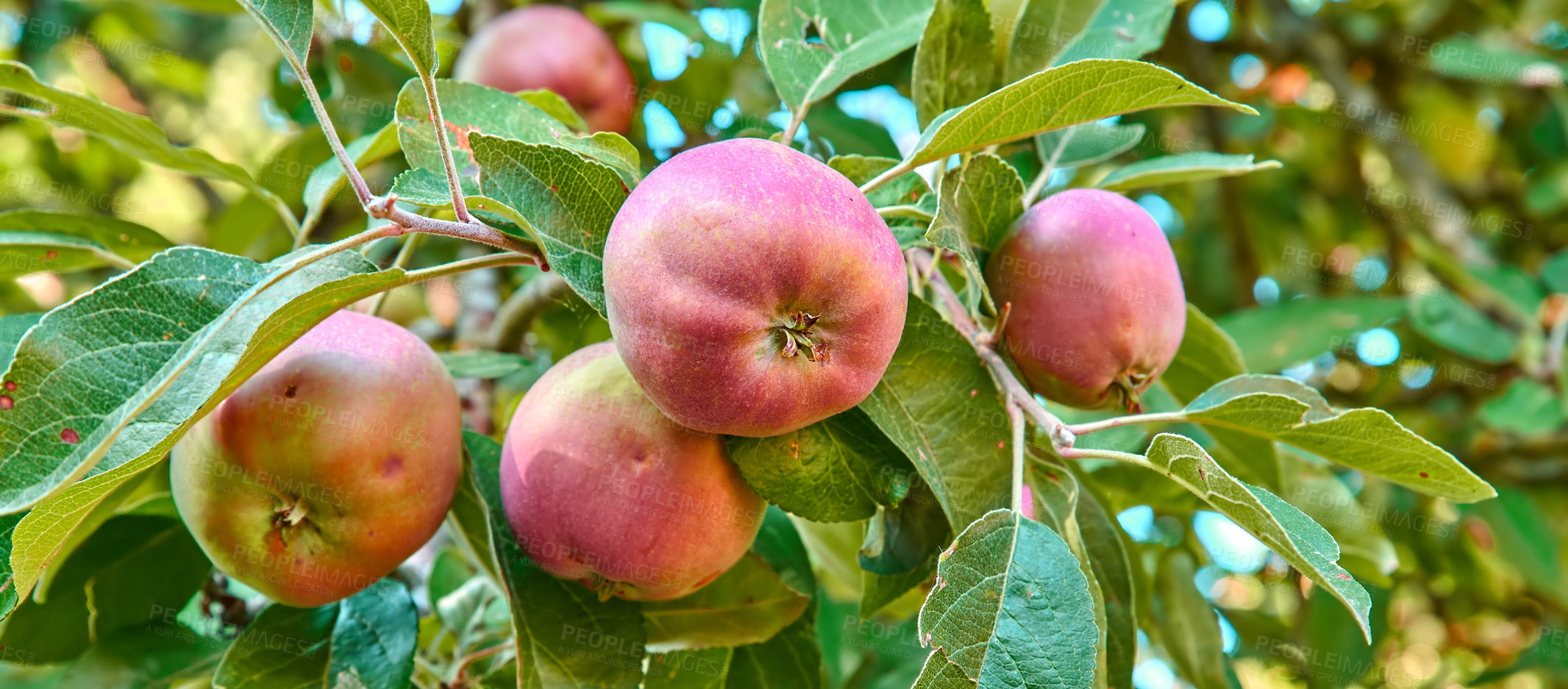 Buy stock photo Beautiful ripe apples ready to be harvested and sold to supermarkets. Delicious and nutritious Honeycrisp fruit on a tree to be gathered and collected as organic and fresh produce for sale at shops