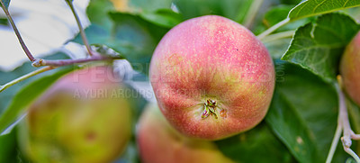 Buy stock photo Fresh red apples growing on trees for harvest in an orchard or grove on a sunny day outdoors. Closeup of ripe, juicy and sweet produce cultivated in season on an organic farm or fruit plantation