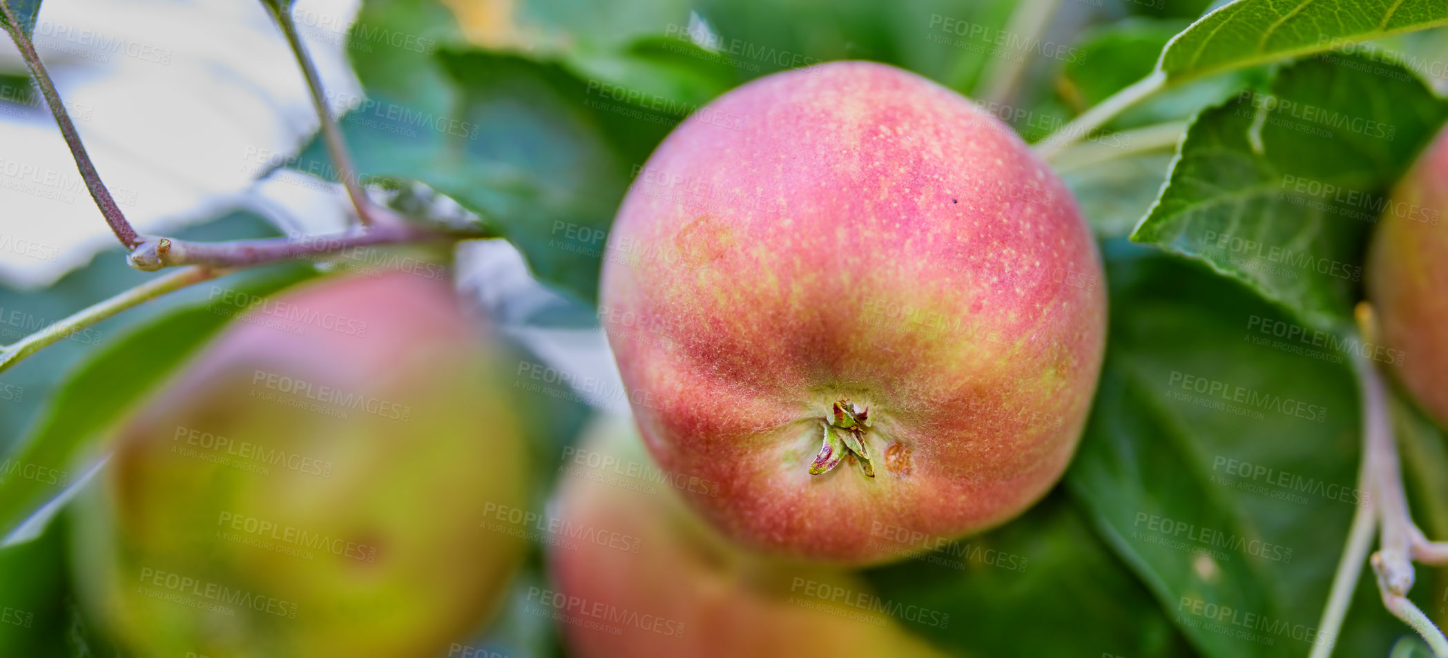 Buy stock photo Fresh red apples growing on trees for harvest in an orchard or grove on a sunny day outdoors. Closeup of ripe, juicy and sweet produce cultivated in season on an organic farm or fruit plantation