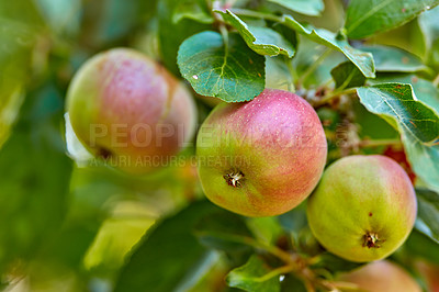 Buy stock photo Closeup of red apples growing as healthy snack or diet fruit in wellness. Apple tree on orchard farm in the countryside with green stems or branches. Organic produce for sustainable agriculture