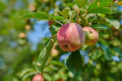 Buy stock photo Red apples growing in a sunny orchard outdoors. Closeup of a fresh bunch of delicious ripe fruit being cultivated and harvested from trees in a garden. Sweet and organic produce ready to be picked