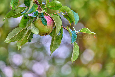Buy stock photo Closeup of a single red and green apple ripening on a tree in a sustainable orchard on a farm in a remote countryside. Growing fresh, healthy produce for health and nutrition on agricultural farmland