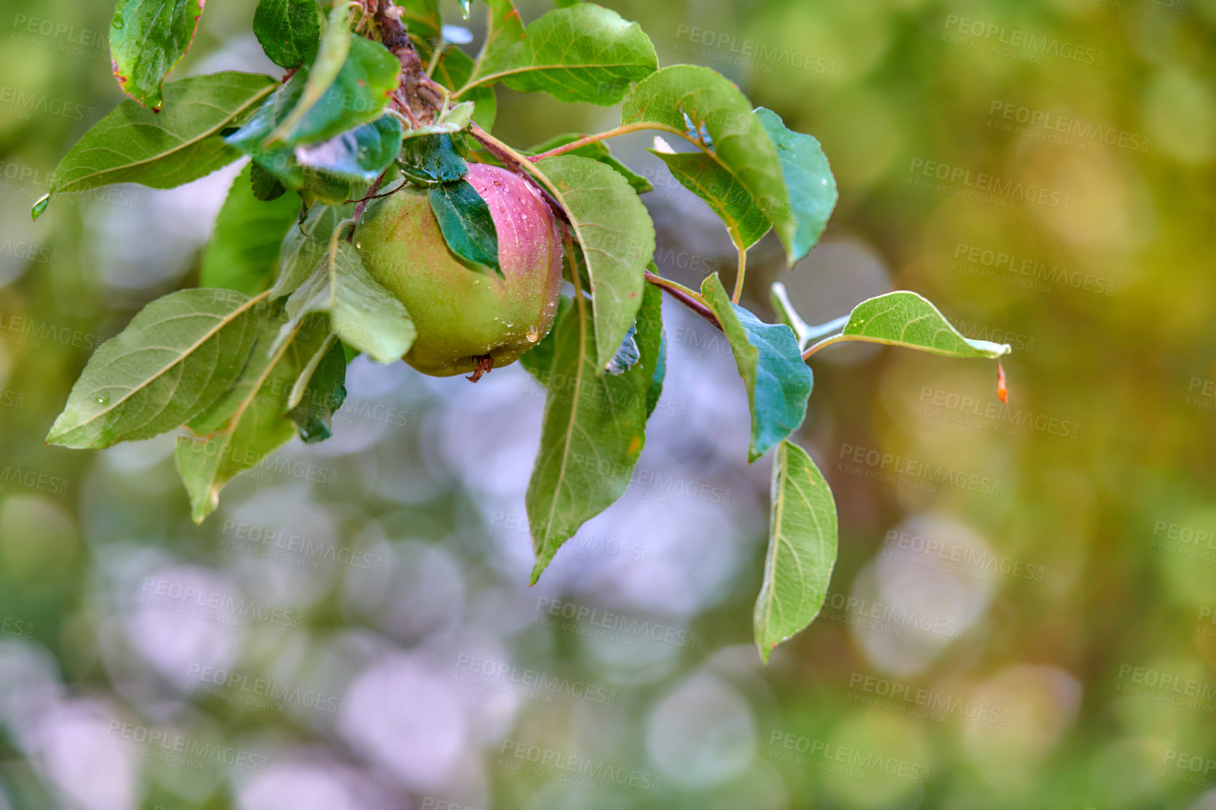 Buy stock photo Closeup of a single red and green apple ripening on a tree in a sustainable orchard on a farm in a remote countryside. Growing fresh, healthy produce for health and nutrition on agricultural farmland