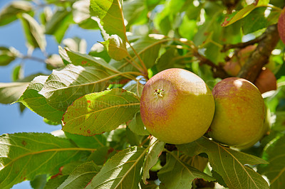 Buy stock photo Juicy green apples ready to be harvested from a tree on a farm. Delicious ripe Honeycrisp fruit prepared to be gathered and sold as organic and fresh produce. Fresh food to be picked for eating
