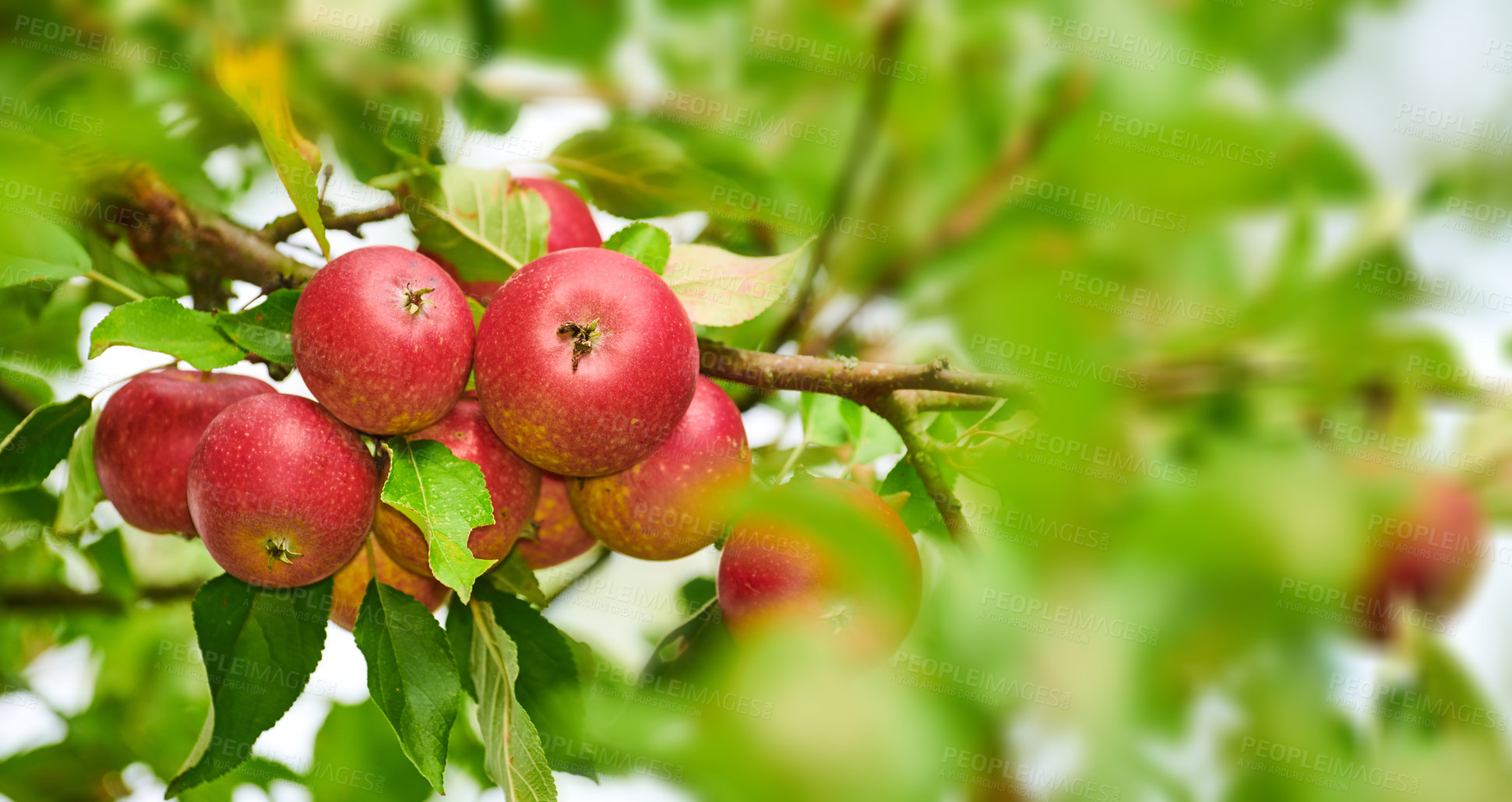 Buy stock photo Closeup of red apples ripening on trees in a sustainable orchard on a farm in a remote countryside from below. Growing fresh, healthy fruit produce for nutrition and vitamins on agricultural farmland
